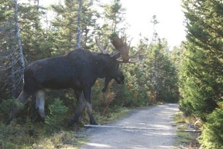 big moose1!!.jpg