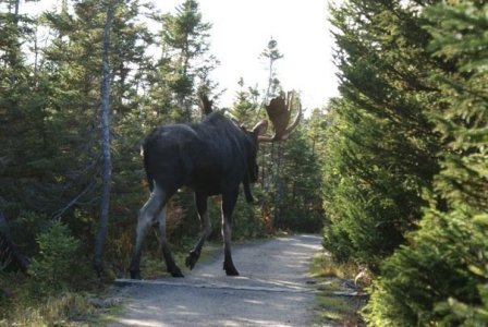 bigmoose2!!.jpg