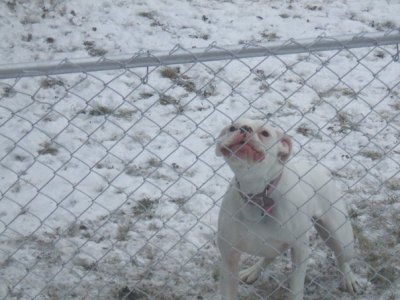 pitbull.jpg