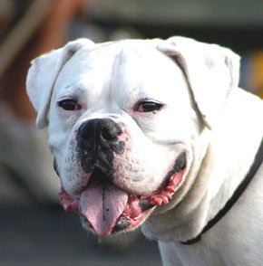 white-boxer.jpg