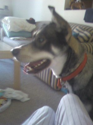 Rosco.jpg