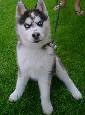 huskyz.jpg