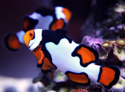 clowns-now1.jpg