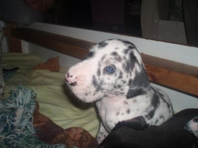 great dane 2.jpg