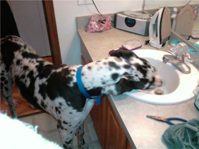 you know your dog is big when.jpg