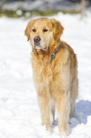 1671golden_retriever.jpg