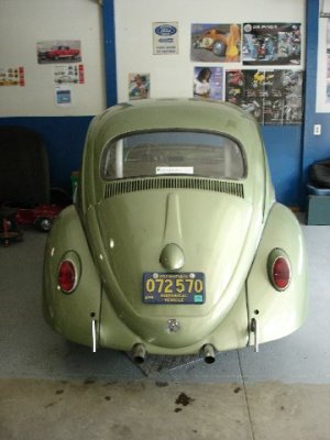 beetle2.jpg