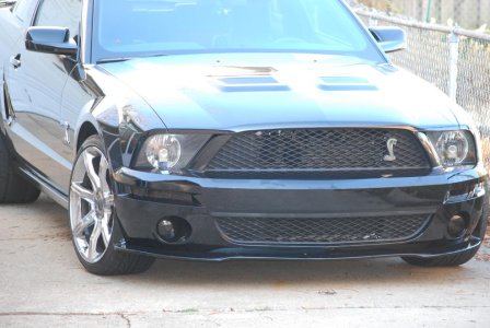 Shelby 005.jpg