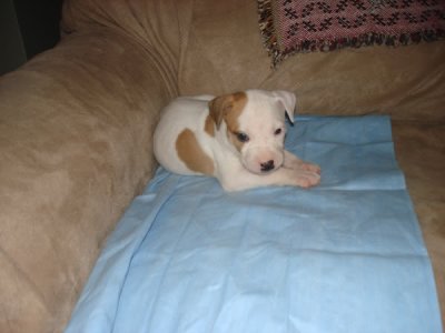 puppy004.jpg