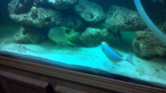 Fish.jpg