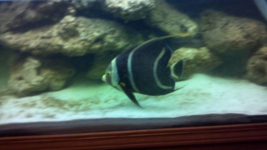 Fish 2.jpg