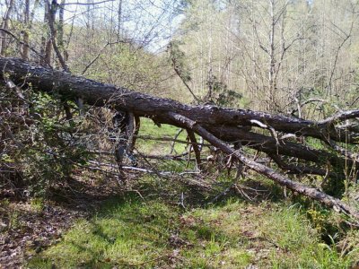 tree down.jpg