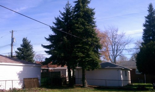 trees 1.jpg trees 1.jpg