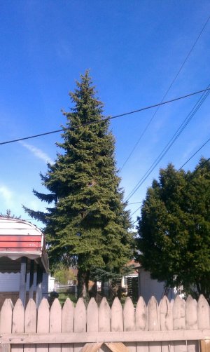trees 5.jpg trees 5.jpg