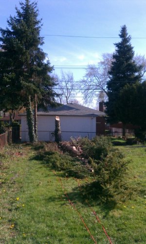trees 2.jpg trees 2.jpg