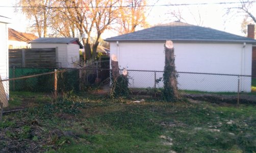 trees 3.jpg