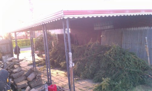 trees 4.jpg