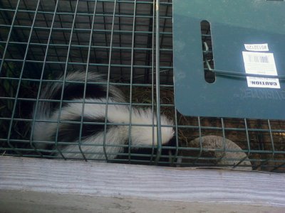 skunk.jpg