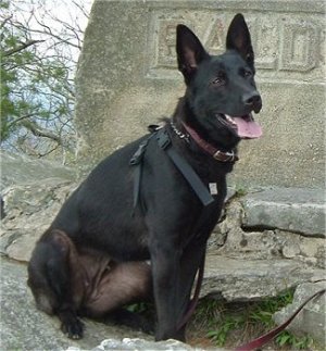 MIXZeldaGermanShepherdAustrailianShepherd.jpg