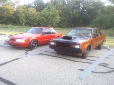 different foxes.jpg