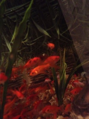gold fish.JPG