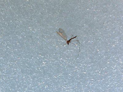 WINTER MOSQUITO.jpg