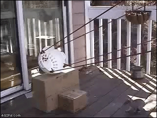 squirrel_5ec830_2507399.gif