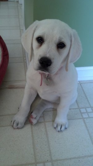 Puppy.jpg