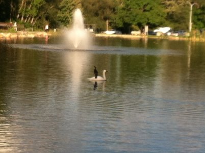 loon.JPG