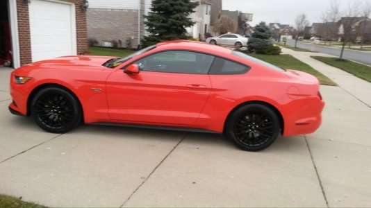mustang.jpg