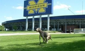 dog.jpg