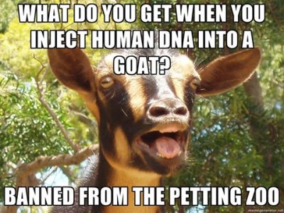 goat.jpeg