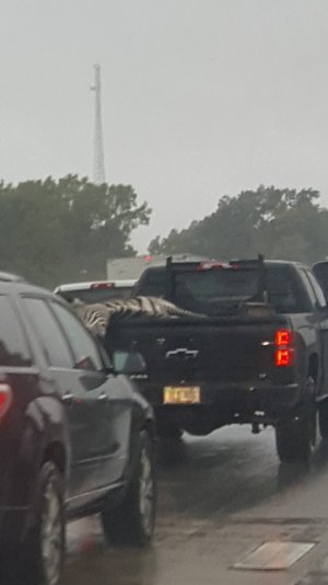 zebra.jpg