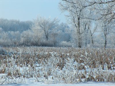 Winter - 2.jpg