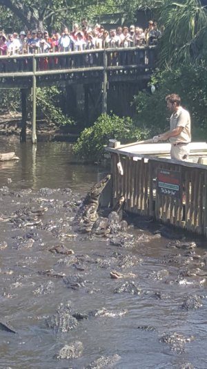 Gator farm hee haw.jpg