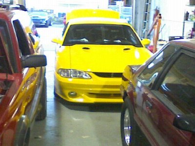 stang4.jpg