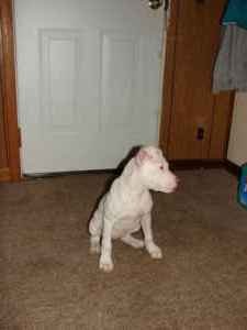 white pit.jpeg