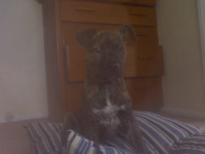 Riley at home .jpeg