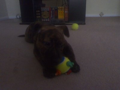 Riley at home 3 .jpeg