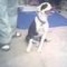 PITTBULL