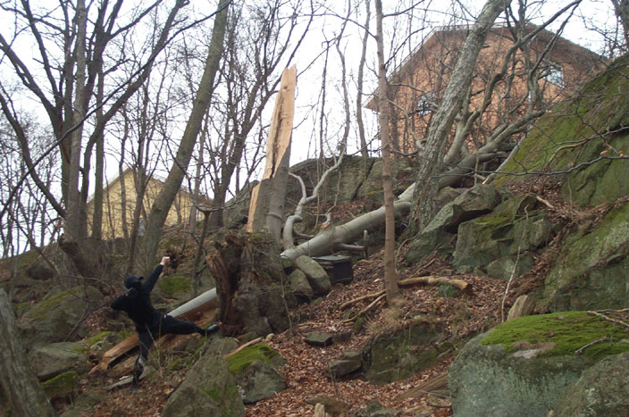treeme.jpg
