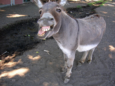 donkey+oatie+image.jpg