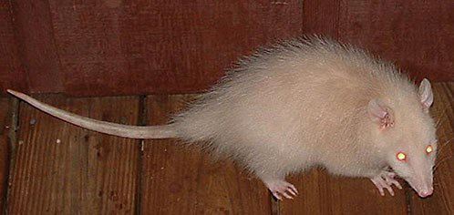 OpossumVirginiaAlbino01.jpg