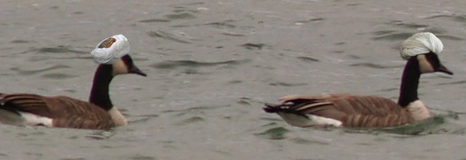 terror-geese.jpg