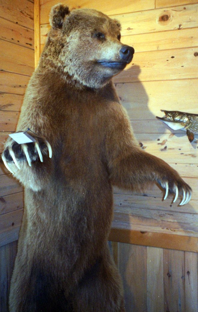 grizzly%206%20ft%20standing.jpg