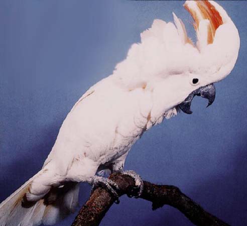 moluccan%20cockatoo2.jpg