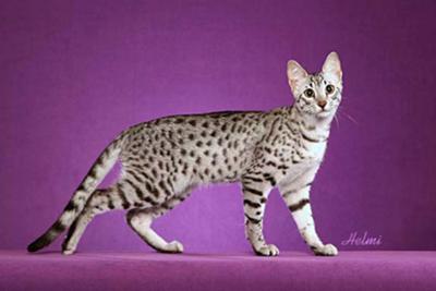 egyptian-mau-belly-flap-39551.jpg
