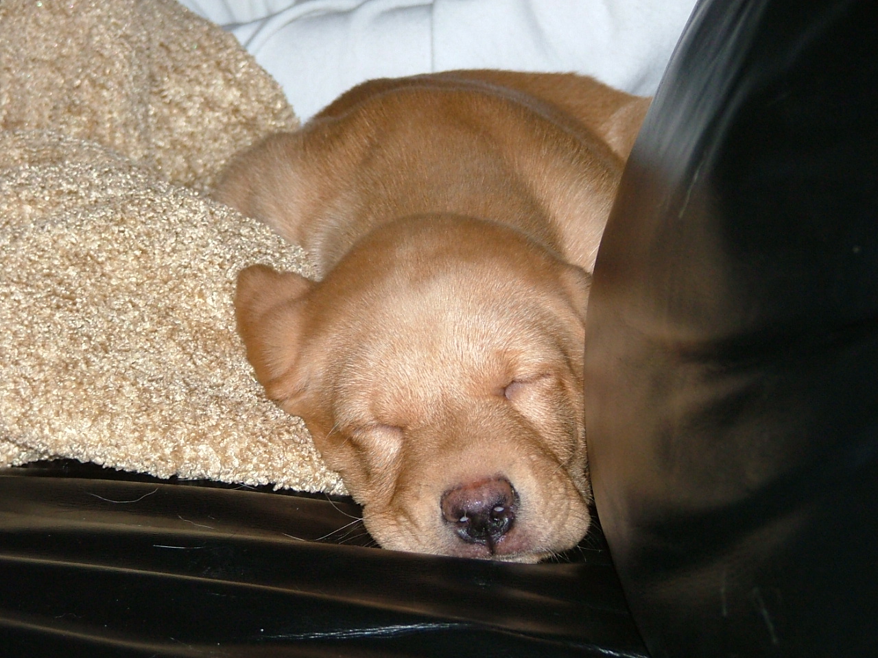 pup 009.JPG