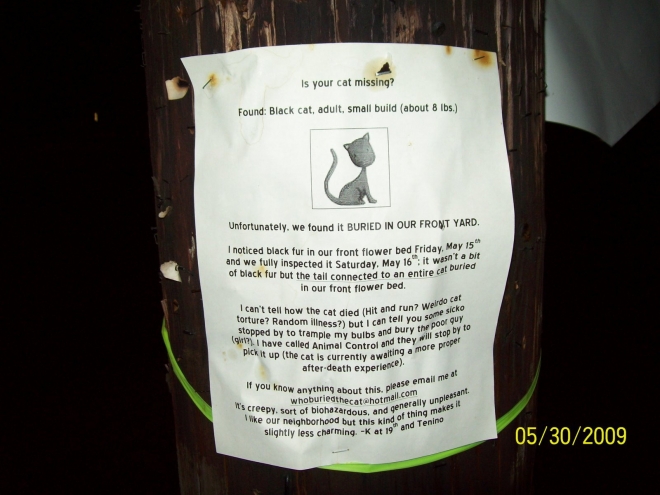 small_cat%20found.jpg