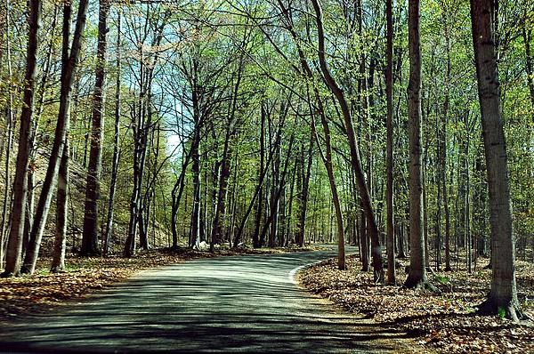 m119-tunnel-of-trees-leeann-mclane-goetz.jpg